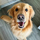AGuyandAGolden_icon_1.webp
