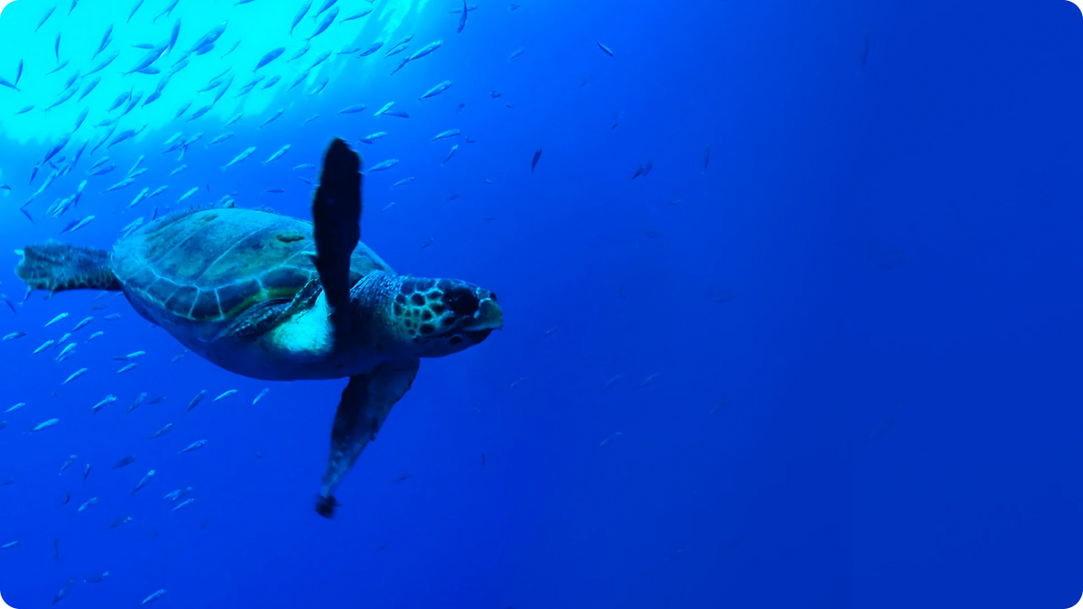 Oceana